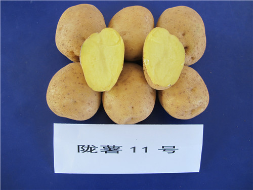 陇薯11号(L0323-13)