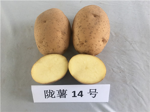 陇薯14号（L0527-4）