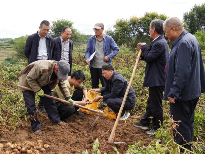 亩产超3146公斤！省农科院“陇薯15号”在西和县山旱地示范表现优异