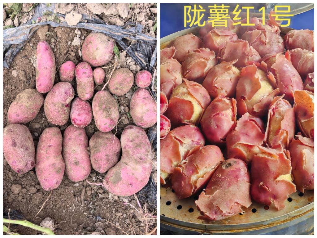 红皮红肉富含花青素 省农科院陇薯红1号实现鲜食与加工兼用新突破