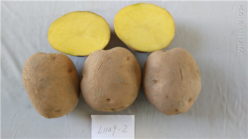 陇薯15号（L1149-2）