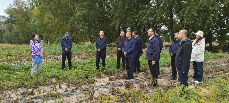 我院马铃薯研究所开展新品种（系）及新技术展示暨测产评价活动